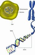 Image result for DNA Chromosomes Genes Relationship