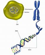 Image result for Relationship Between DNA Genes Chromosomes