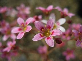 Image result for Saxifraga ‘Hare Knoll Beauty’