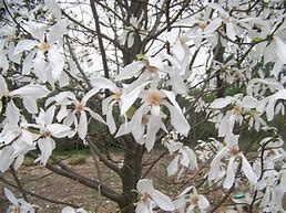 Image result for Magnolia wadas memory