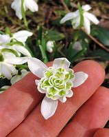 Image result for Galanthus nivalis Flore Pleno