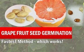 Image result for Growing Grapefruit Trees From Seeds