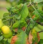 Image result for Leaf Curl On Apple Trees