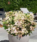 Image result for Hydrangea paniculata Switch Ophelia