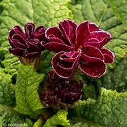 تصویر کا نتیجہ برائے Primula vulgaris Queen Burgundy