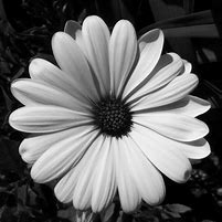 Image result for Black and White