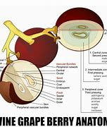 Image result for Grape Anatomy