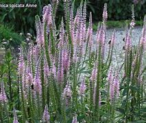 Image result for Veronica spicata Dark Maetje