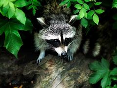 Image result for Funny Vines Animals