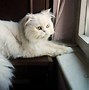 Image result for Very Cool Animal Tails