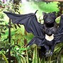 Image result for Austin Stuffed Bat Toy