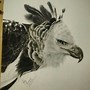 Image result for Harpy Eagle Face Sketch Drawing