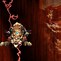 Image result for World of Warcraft Druid Wallpaper
