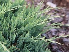 Image result for Juniperus horizontalis Agnieszka