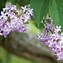 Image result for Beautiful Lilacs