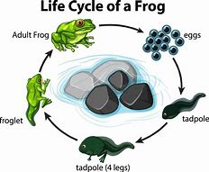 Image result for Cycle Life Tadpole Frog