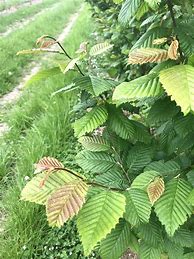 Carpinus betulus Lucas に対する画像結果