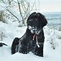 Image result for Newfoundland Dog