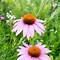 Image result for Echinacea purpurea Mistral ®