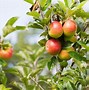 Image result for Trees That Bear Fruit