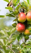 Image result for Apple Tree in USA