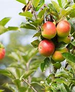 Image result for Grow Apples