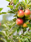 Image result for New Apple Tree