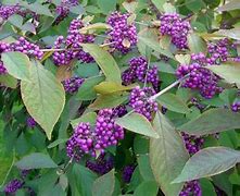 Biletresultat for Callicarpa bodinieri Imperial Pearl