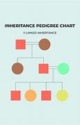 Image result for Inheritance Pedigree Chart