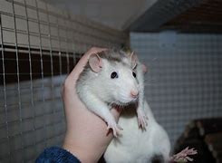 Image result for Bald Rat Cute