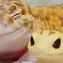 Image result for Funny Gecko Memes