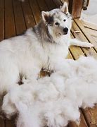 Image result for Dog Shedding Winter Coat