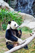 Image result for Panda Eating Bamboo Black and White