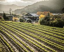 Image result for Japan Archi Farm