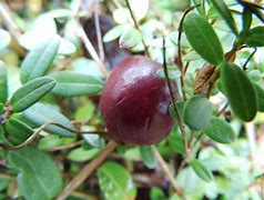 Image result for Vaccinium macrocarpon Early Black