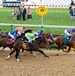 Image result for White Thoroughbred Horse Racing