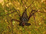 Image result for Spider Cricket