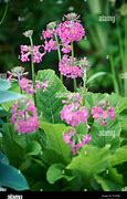 Bildergebnis für Primula auricula Xavier