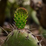 Image result for Mexico Cactus Forest