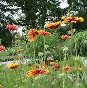 Image result for Gaillardia Fackelschein