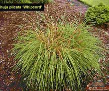 Image result for Thuja plicata Whipcord