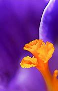 Image result for Lavender iPhone