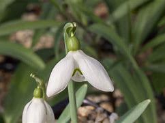 Image result for Galanthus nivalis Chtonic