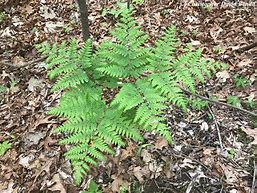 Image result for Pteridium aquilinum