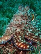 Image result for Color the Octopus