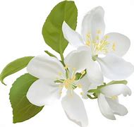 Image result for Apple Flower PNG