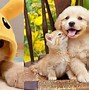 Image result for Cute Cat Couple Cartoon