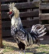 Image result for Rarest Chicken Breeds