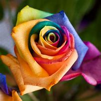 Image result for Rainbow Rose Plant