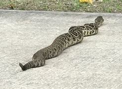 Image result for World's Largest Rattlesnake